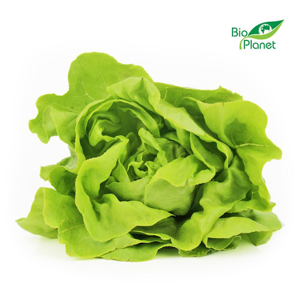 Sałata Masłowa Świeża BIO (Polska) (Około 8 Sztuk) (8 szt x 120 g)