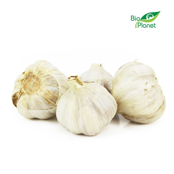 Czosnek Świeży BIO (Polska) (Około 5 kg) (5 szt x 1 kg)