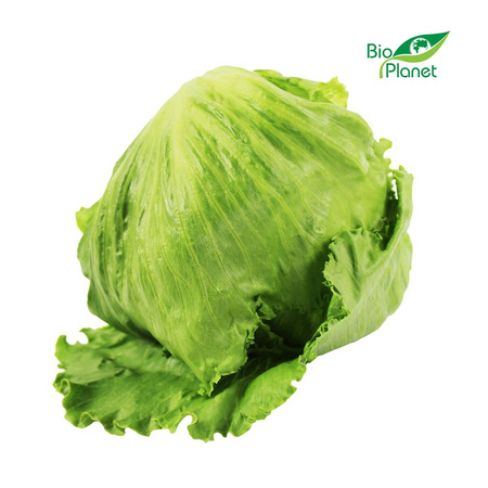 Sałata Lodowa Świeża BIO (Polska) (Około 0,15 kg)