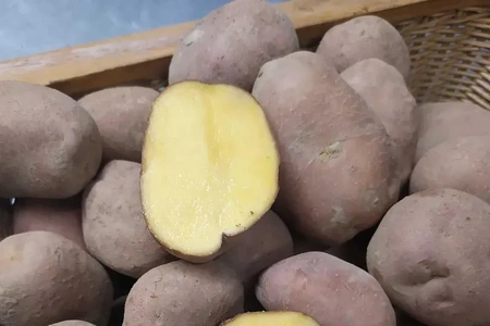 Ziemniaki Żółte Bellarosa BIO (1 kg)