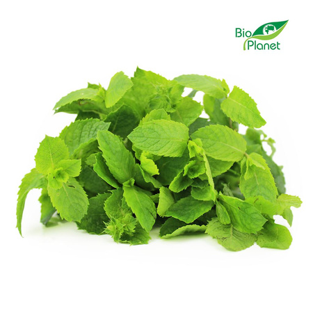 Mięta Świeża Niemyta BIO (Polska) (Około 50 g)