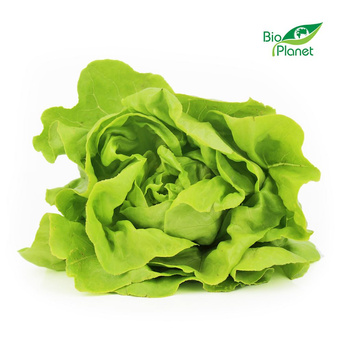 Sałata Masłowa Świeża BIO (Polska) (Około 8 Sztuk) (8 szt x 120 g)