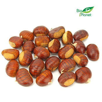 Kasztany Jadalne Świeże BIO (Około 5 kg) (5 szt x 1 kg)