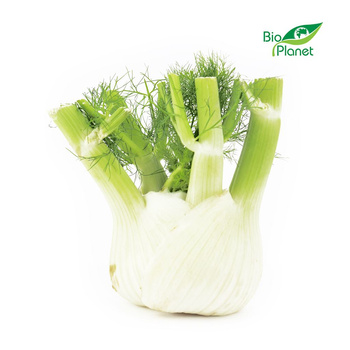 Koper Włoski Świeży (Fenkuł) BIO (Około 0,35 kg)