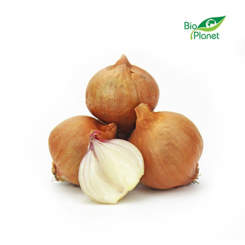 Cebula Szalotka Świeża BIO (Około 0,50 kg)
