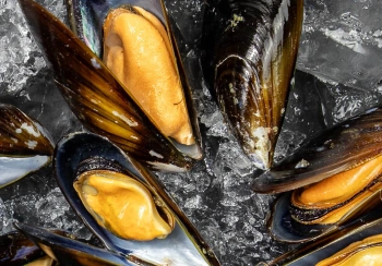 Mule w muszlach, pasteryzowane (1 kg)