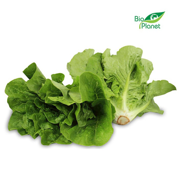 Sałata Rzymska Mini Świeża BIO (Polska) (Około 10 Opakowań) (10 szt x 200 g)