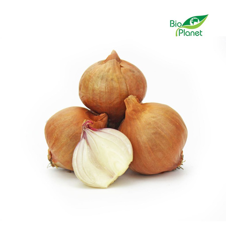 Cebula Szalotka Świeża BIO (Około 0,5 kg)