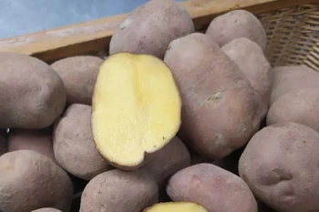 Ziemniaki Żółte Bellarosa BIO (1 kg)