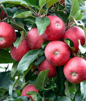 Jabłka Alwa BIO (1 kg)
