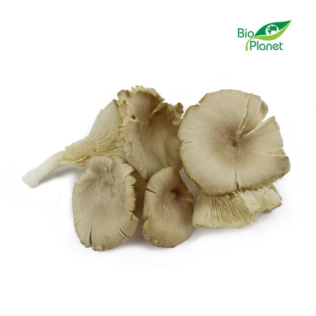 Grzyby Boczniaki Świeże BIO (Polska) (Około 2 kg) (2 szt x 1 kg)