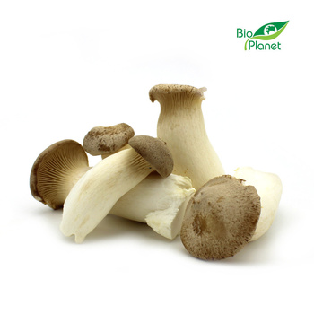 Grzyby Eryngii (Borowik Stepowy) Świeże BIO (Polska) (Około 0,20 kg)