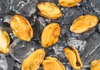 Mięso muli, gotowane, w solance (500 g)