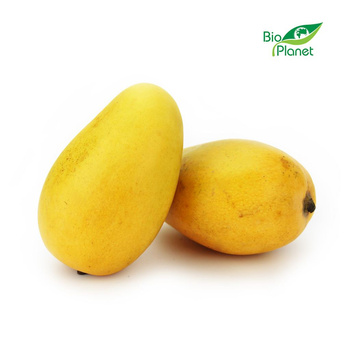 Mango Ataulfo Świeże  BIO (Około 18 Sztuk) (18 szt x 220 g)