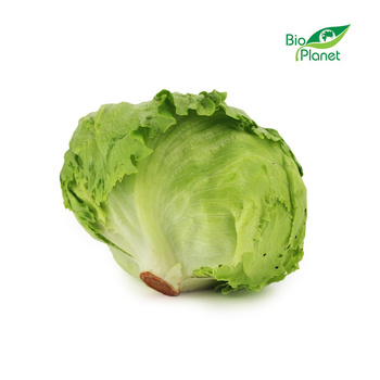 Sałata Lodowa Świeża BIO (Około 5 Sztuk) (5 szt x 300 g)