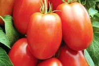 Pomidory Owalne BIO (500 g)