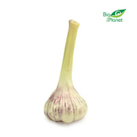 Czosnek Świeży BIO (Polska) (Około 100 g)