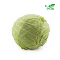 Kapusta Biała Świeża BIO (Polska) (Około 1,50 kg) (1,5 szt x 1 kg)