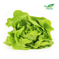 Sałata Masłowa Świeża BIO (Polska) (Około 8 Sztuk) (8 szt x 120 g)