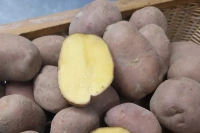 Ziemniaki Żółte Bellarosa BIO (1 kg)