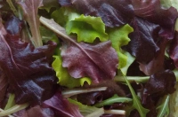 Mix Sałat Lollo BIO niemyty (125 g)