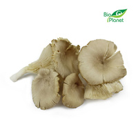 Grzyby Boczniaki Świeże BIO (Polska) (Około 2 kg) (2 szt x 1 kg)