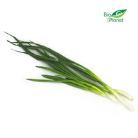 Cebula Ze Szczypiorkiem Świeża BIO (Polska) (Około 40 g)