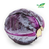 Kapusta Czerwona Świeża BIO (Polska) (Około 10 kg) (10 szt x 1 kg)