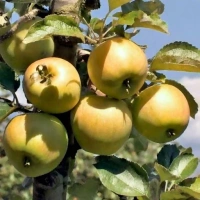 Jabłka Szara Reneta BIO (1 kg)