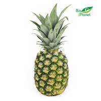 Ananas Świeży BIO (Około 12 Sztuk) (12 szt x 800 g)