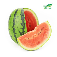 Arbuz Świeży BIO (Polska) (Około 12 kg) (12 szt x 1 kg)